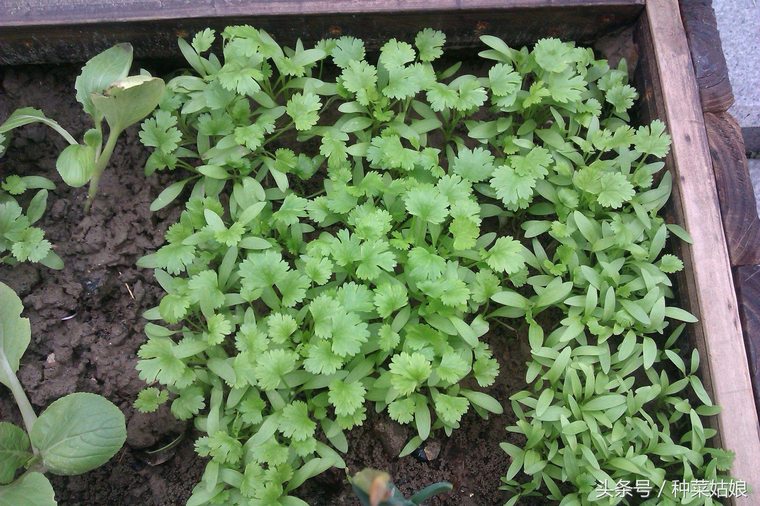 种菜发芽了怎么浇水,种菜小技巧香菜怎么种的