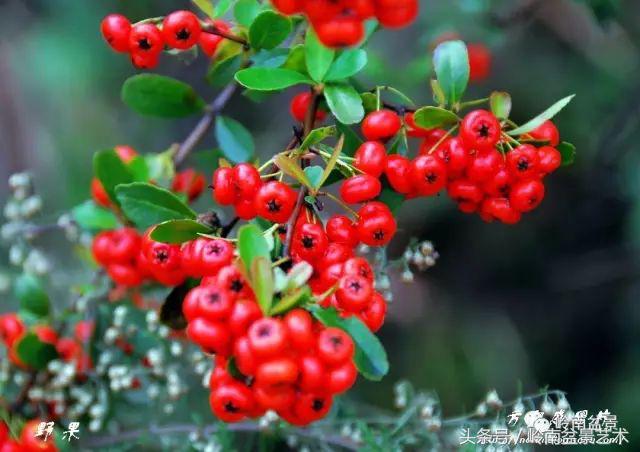 过年送礼好不好,过年送礼单数还是双数好