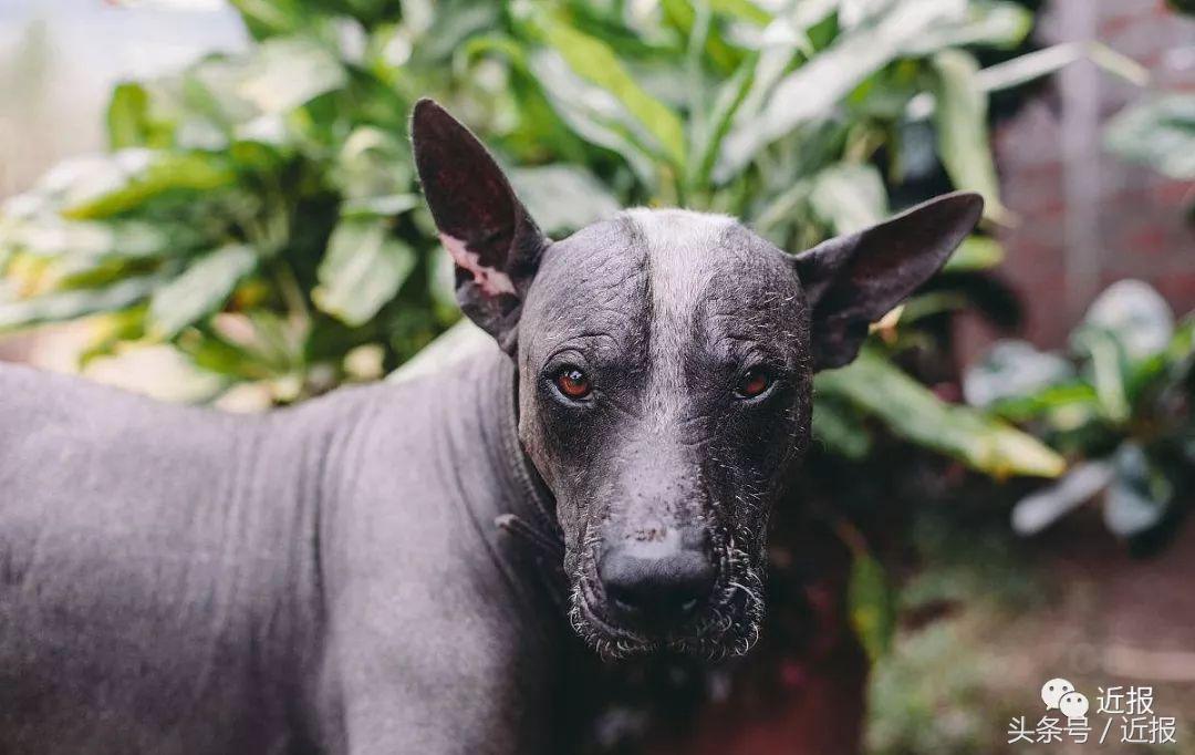 你没见过的“汪星人”都在这了！狗年就让它们来萌“化”你吧
