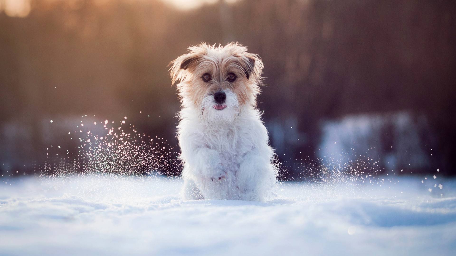 带狗字的成语大全褒义,关于带狗的成语大全