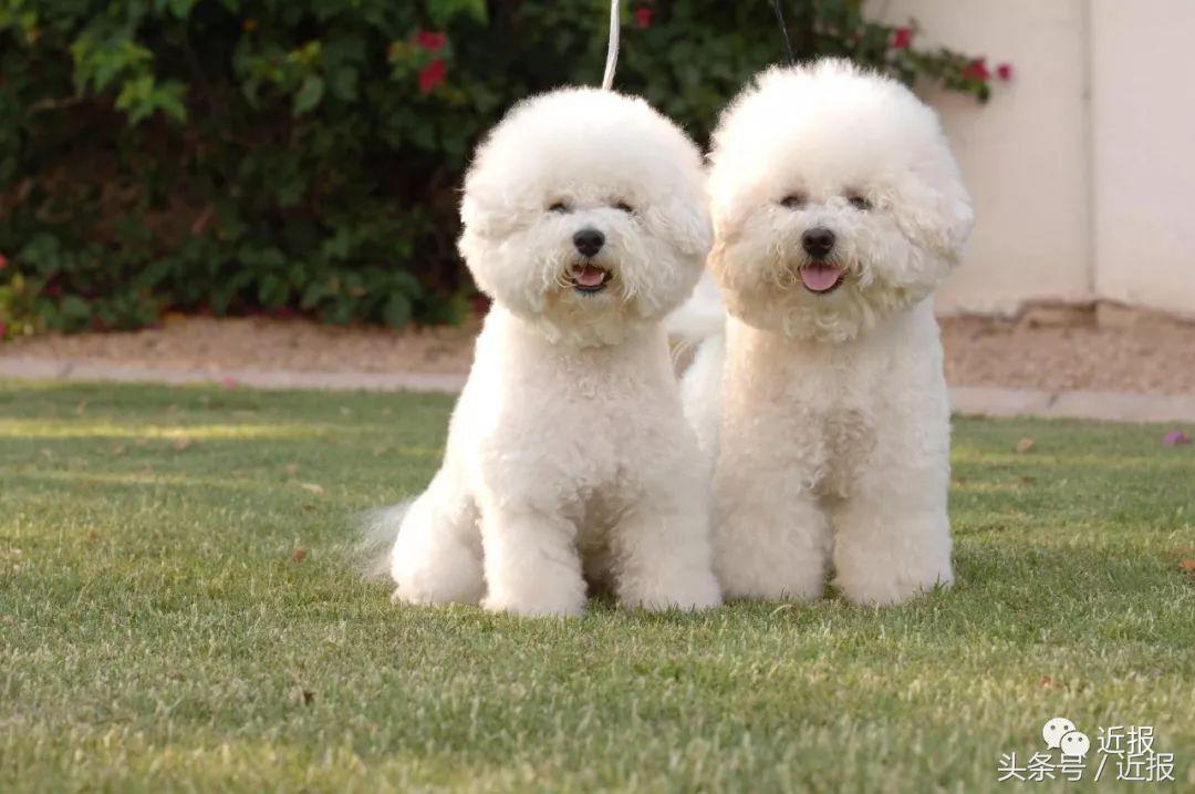 你没见过的“汪星人”都在这了！狗年就让它们来萌“化”你吧