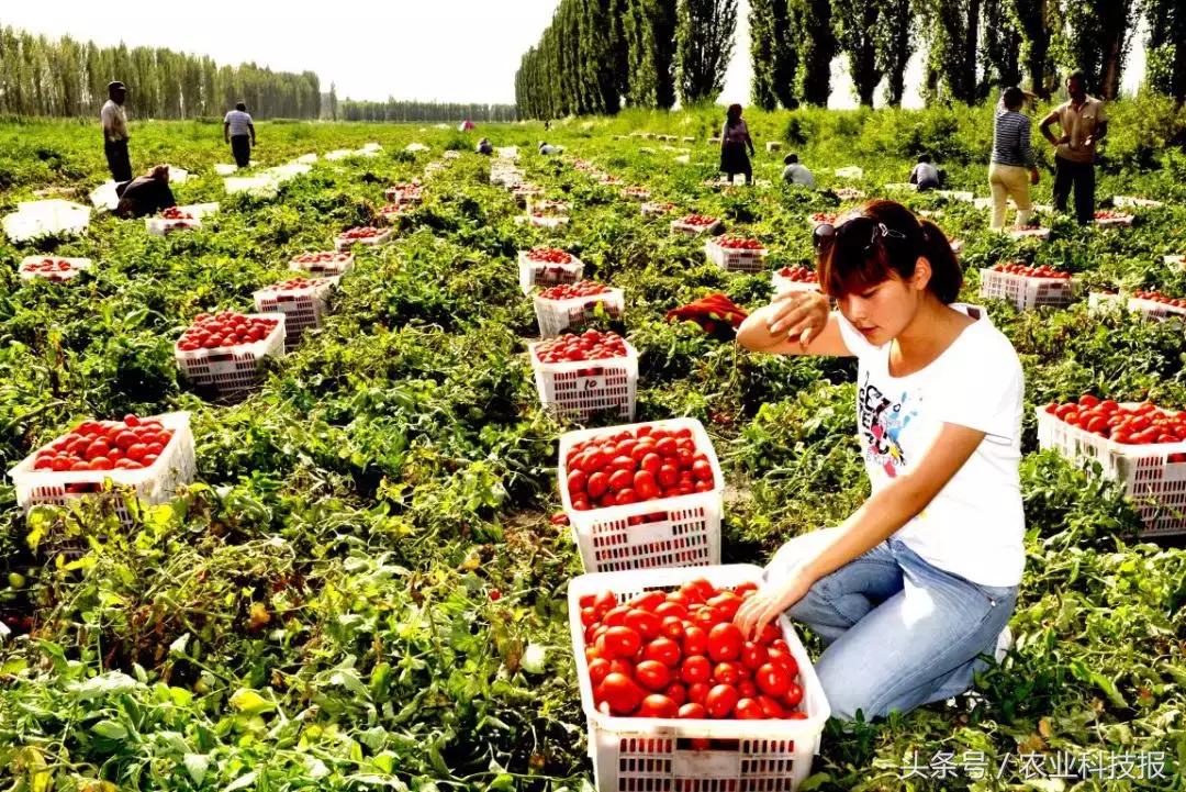 从传统商业模式到电商的转型范文,从农民到百亿创业靠红枣翻身