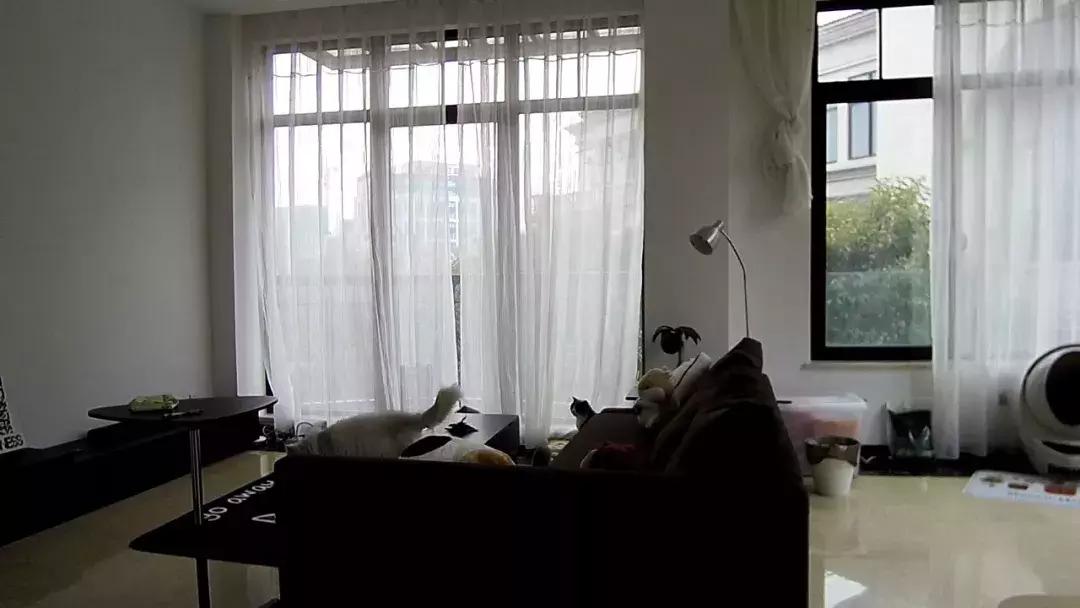 宠物猫自动喂食器推荐,宠物猫智能喂食器和智能喂水器