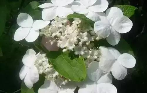 带你认识全国的省花,中国各地市花是什么