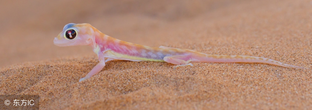 壁虎的断尾再生术,壁虎断尾再生现象有哪些