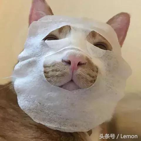 买面膜送猫,买面膜送小样补水