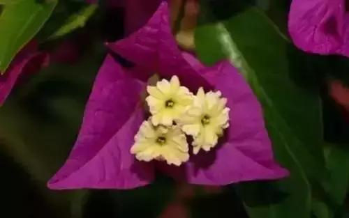 带你认识全国的省花,中国各地市花是什么