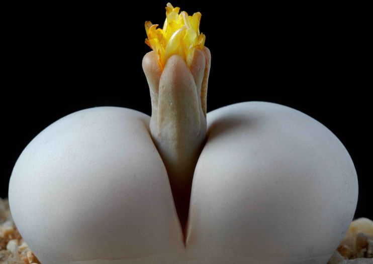 多肉生石花绿色是什么品种,多肉植物生石花干瘪软