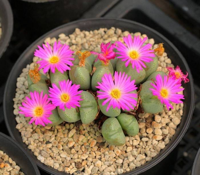 多肉生石花开花后会怎样,生石花多肉中间是空的