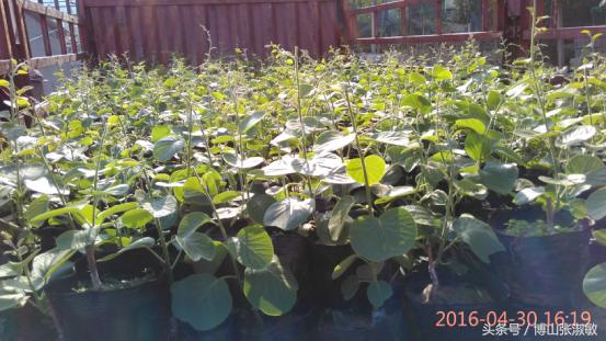 2018年种植猕猴桃成本与利润,日照种植猕猴桃的利润