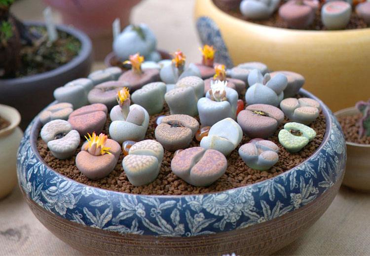 多肉生石花开花后会怎样,生石花多肉中间是空的