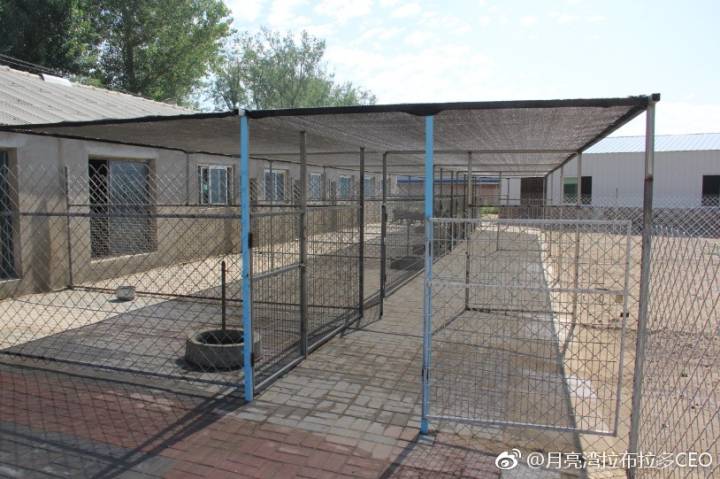 拉布拉多犬购买直播,购买拉布拉多犬