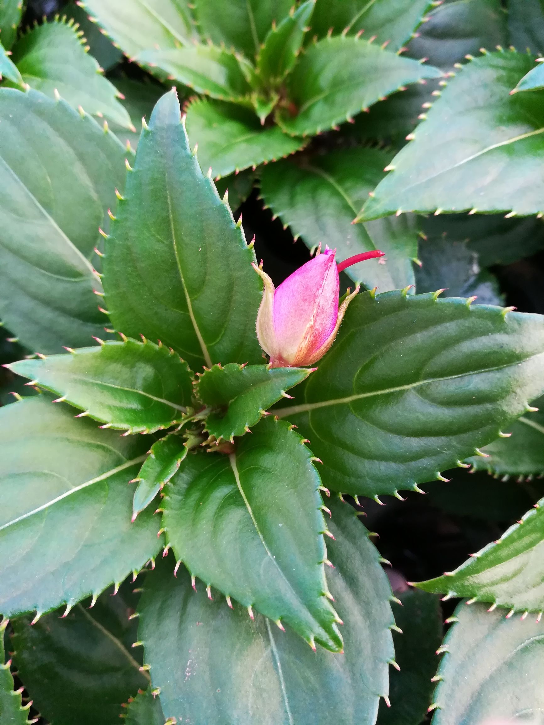 新几内亚凤仙,新几内亚凤仙怎么养