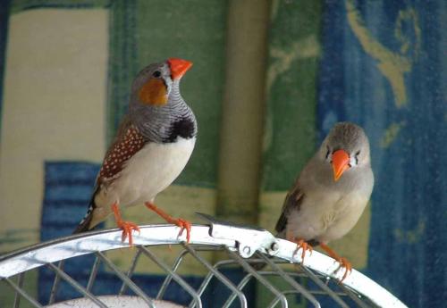 宠物鸟急救技巧,宠物鸟骨折了怎么包扎