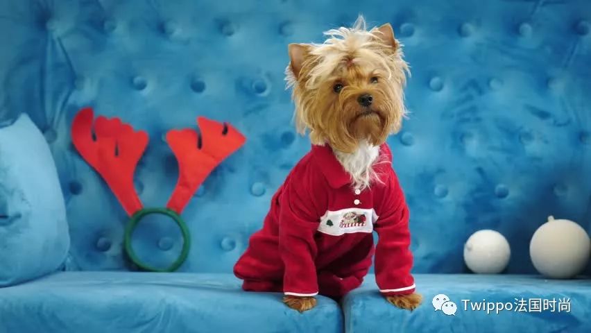 吐槽完了狗年单品，你给你的狗主子买了什么？