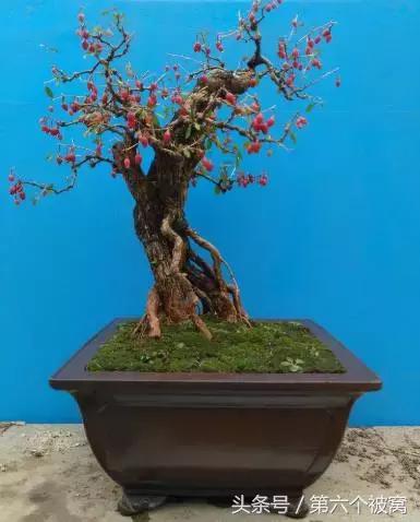 治枸杞白粉病最好的特效药,枸杞白粉病最快的治疗方法