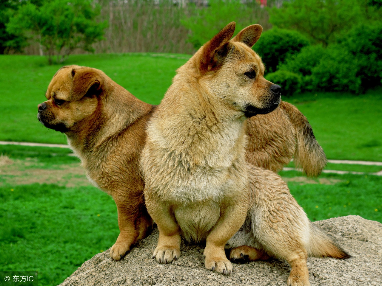狗年说狗警犬,狗年说狗带你了解游戏中的狗文化