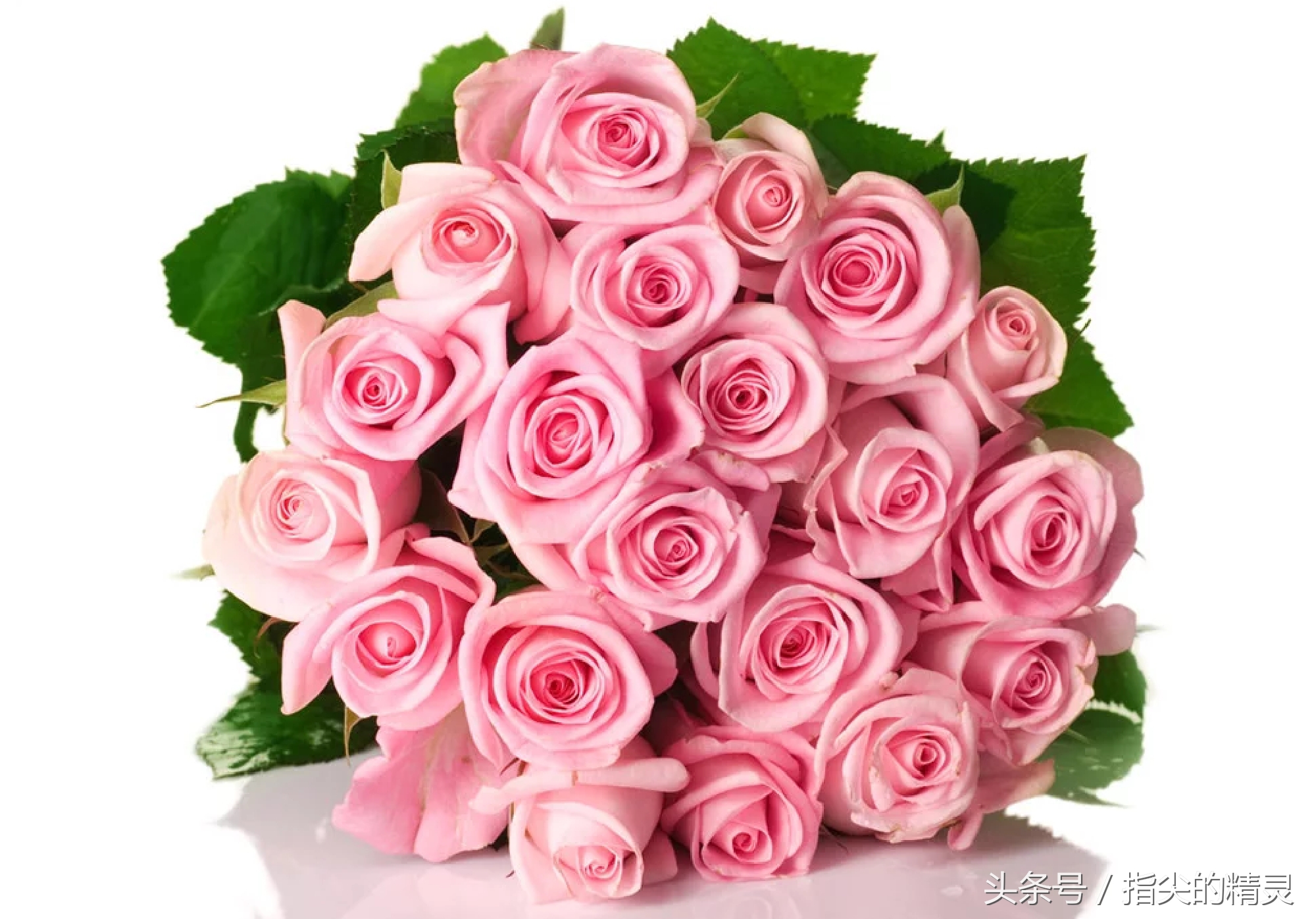 拍摄花卉组图大全,冬天拍玫瑰花图片大全