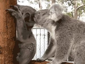 呆萌嗜睡的澳洲国宝居然是吃“屎”长大的