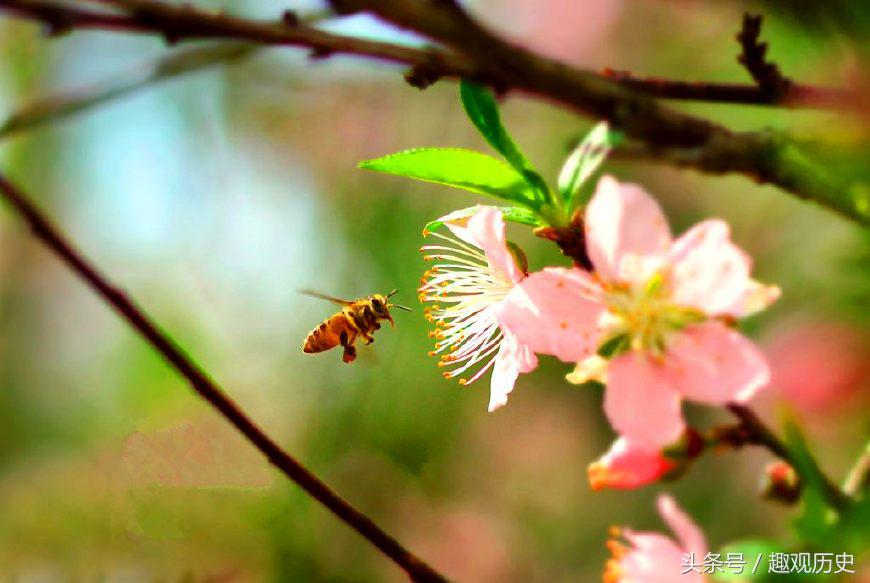 春节位于正月初一，却不代表新旧农历年份交替，原因与袁世凯有关