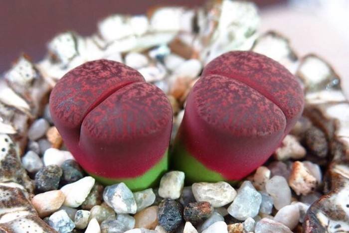 多肉生石花开花后会怎样,生石花多肉中间是空的