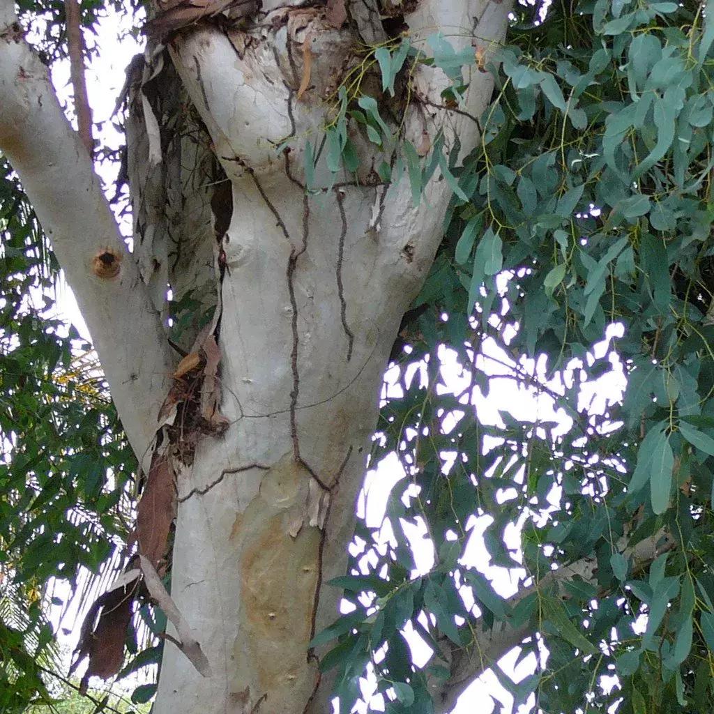 呆萌嗜睡的澳洲国宝居然是吃“屎”长大的