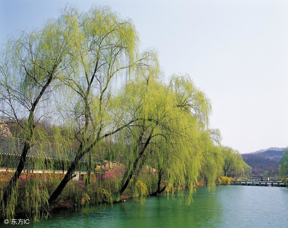 在那池边的一角，一棵柳树迎风招展