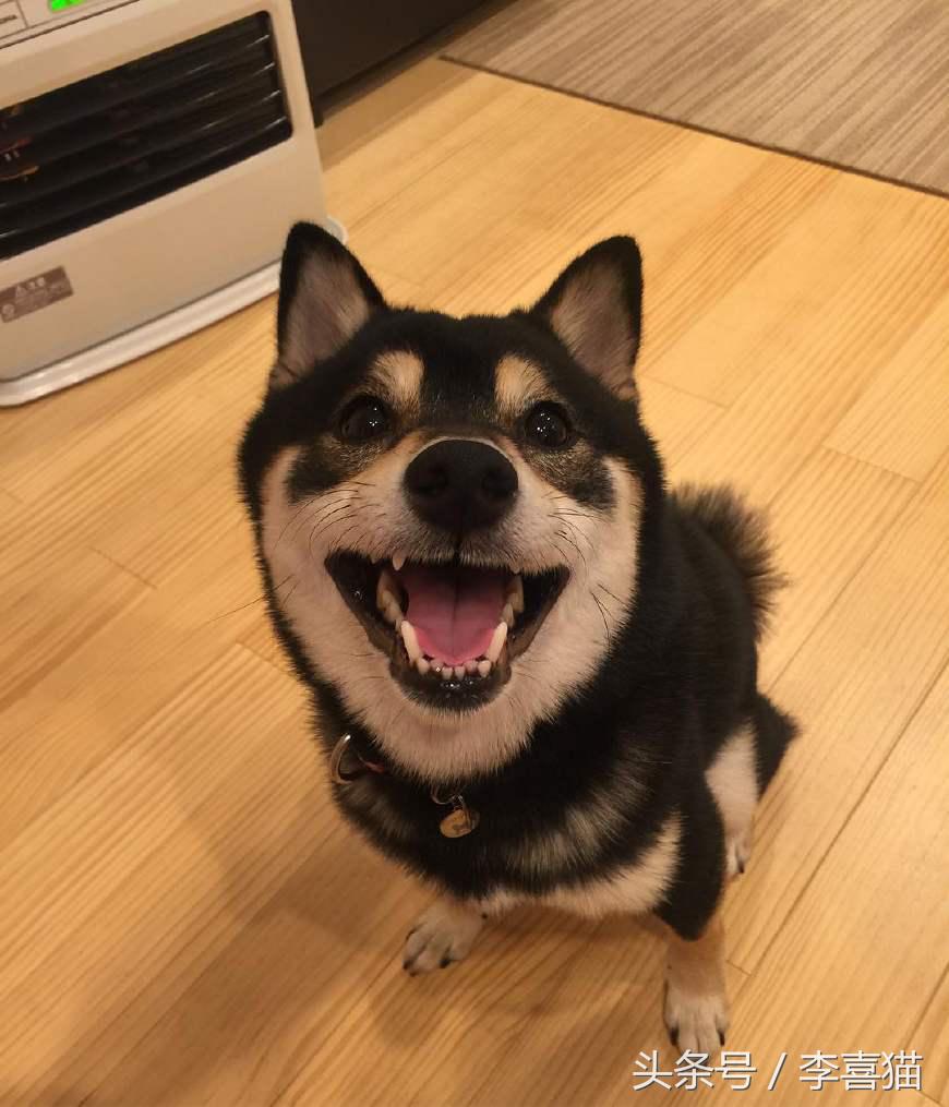 狗年就要到啦,超萌柴犬祝大家每天笑容满面无忧无虑!