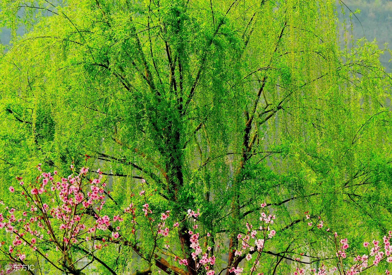 在那池边的一角，一棵柳树迎风招展