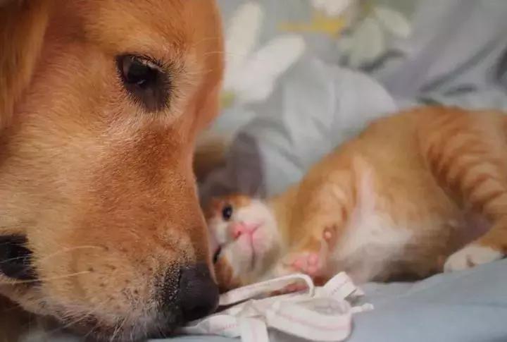 这只金毛和小菊猫的画风太甜啦！情人节狗粮奉上