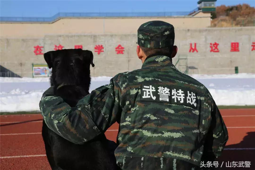 军犬来了|在两代训犬员爱的传承下,“萌犬”虎子变“猛犬”