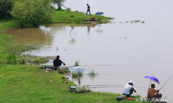 野河钓鲶鱼的方法与技巧,野钓鲶鱼技巧及方法