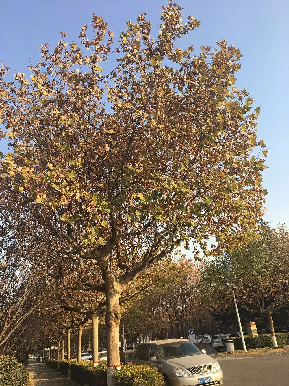 鎺㈢储瑗垮畨鍚勫ぇ楂樻牎,鐩樼偣瑗垮畨鍚勫ぇ楂樻牎