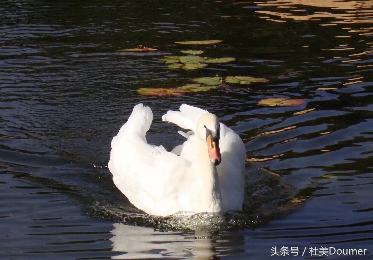 怎样选购优质的内增高鞋,怎样选购优质的榴莲