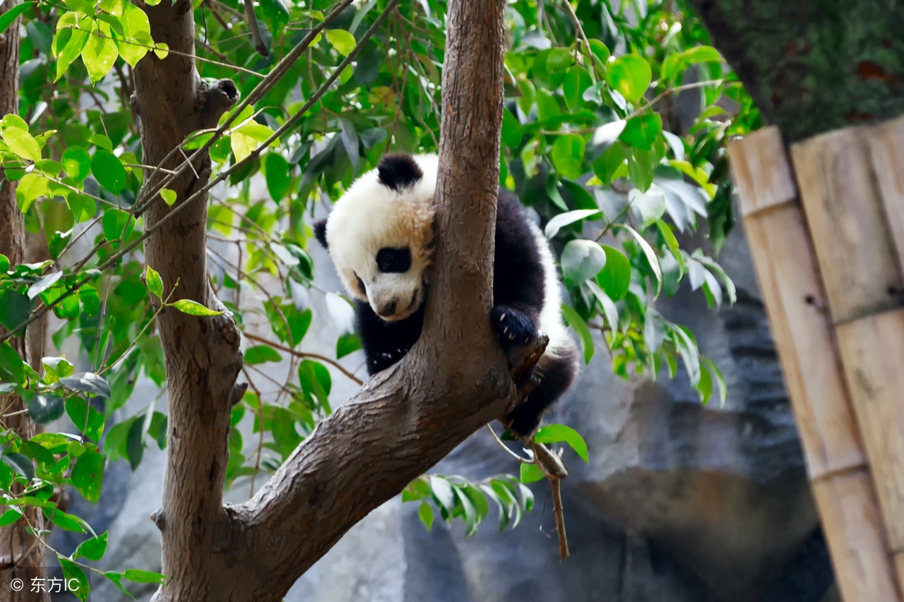 育儿亲子可爱简笔画,儿童数字简笔画1到10画各种动物