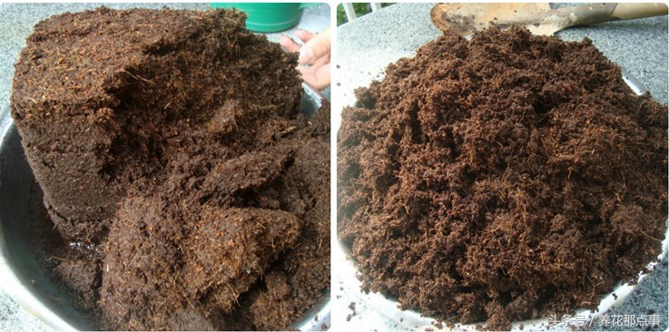 盆栽板结的土壤怎样改良,盆栽土种什么防止板结