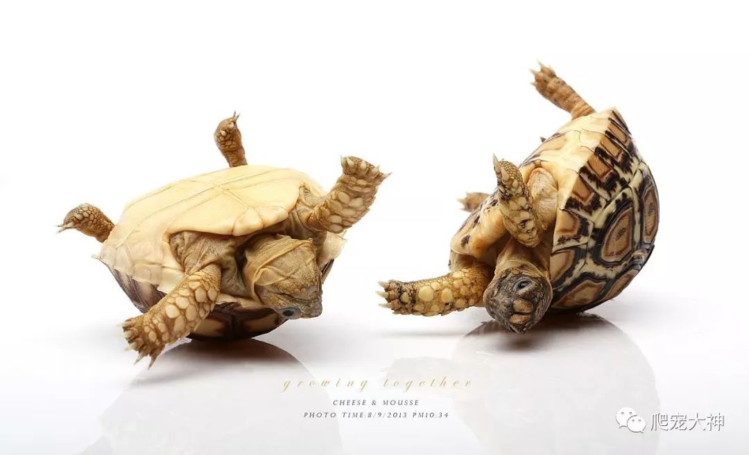 养龟的十大禁忌,养黑颈龟需要注意这些