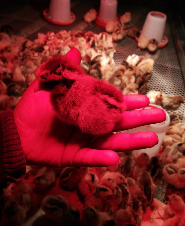 90后小伙通过网恋与女友结婚,90后小伙借贷逃回村里