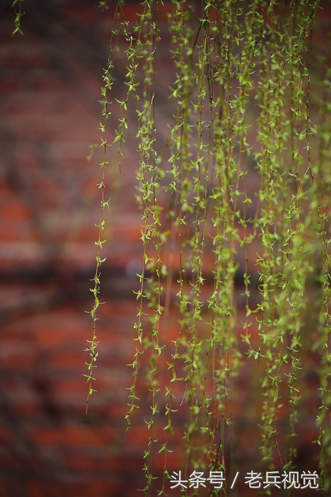 从大连到杭州上海苏州,大连到杭州旅行