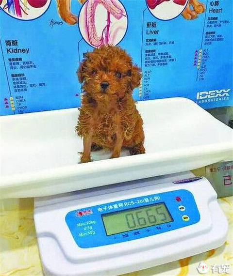 小泰迪看人吃东西馋,小泰迪饿的嚎叫