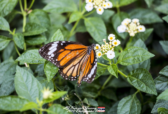 清迈佛寺之城等你采撷的泰北玫瑰,清迈环球旅行家