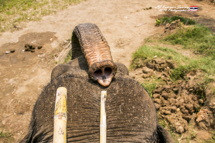 泰国清迈县旅行者,清迈佛寺之城等你采撷的泰北玫瑰