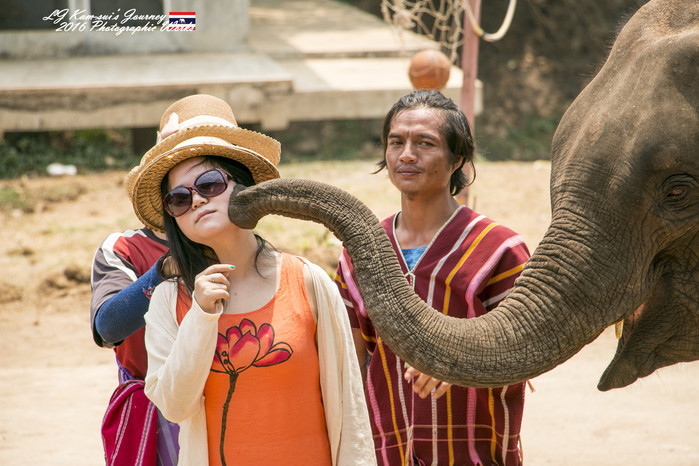 清迈佛寺之城等你采撷的泰北玫瑰,清迈环球旅行家
