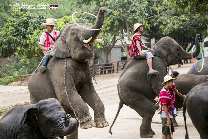 清迈佛寺之城等你采撷的泰北玫瑰,清迈环球旅行家