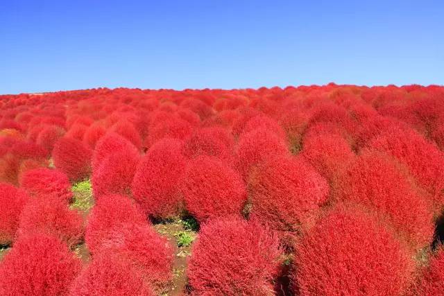 去日本必去的10个秘境,来日本东京玩必去的几个地方