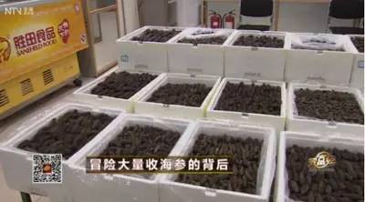 90年代300万养海参,东北小伙花费上亿养海参
