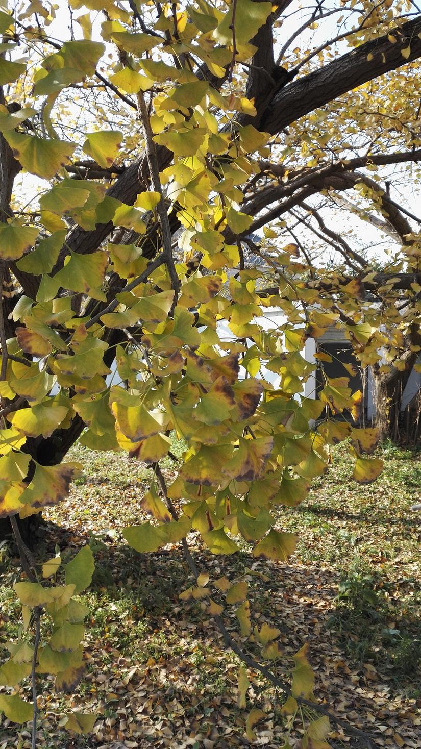 东山哪里的银杏最好看,阳山东山银杏打卡点