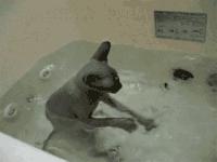 盘点那些怕水的猫咪,谁说猫咪胆小不聪明