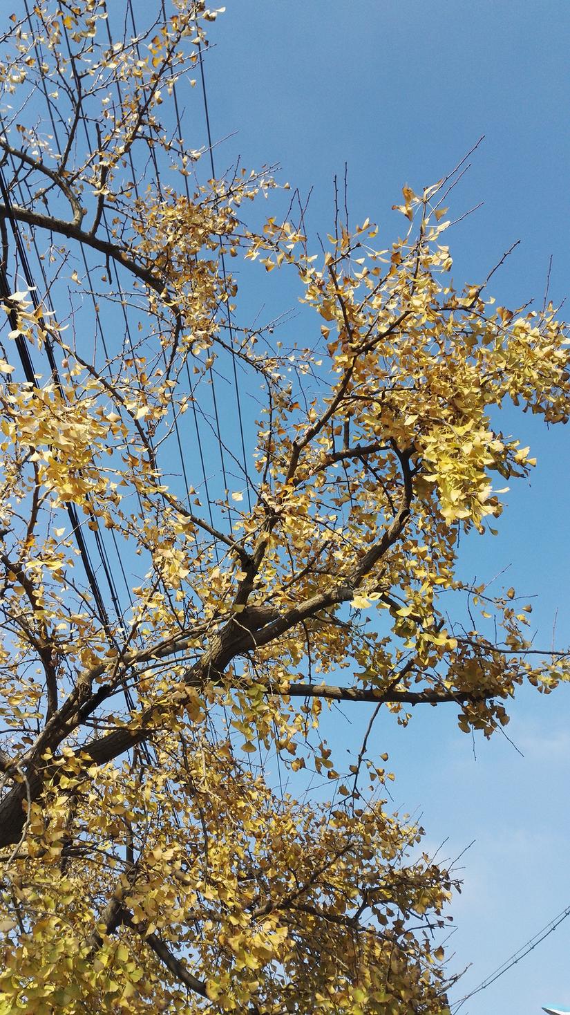 东山哪里的银杏最好看,阳山东山银杏打卡点