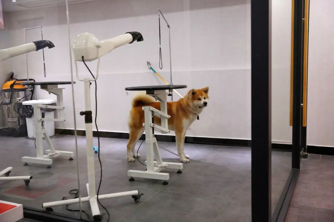 宠物竟然也有五星级酒店,高端宠物酒店推荐